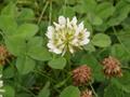 Dotch clover,white clover,purpel dutch clover,shamrock